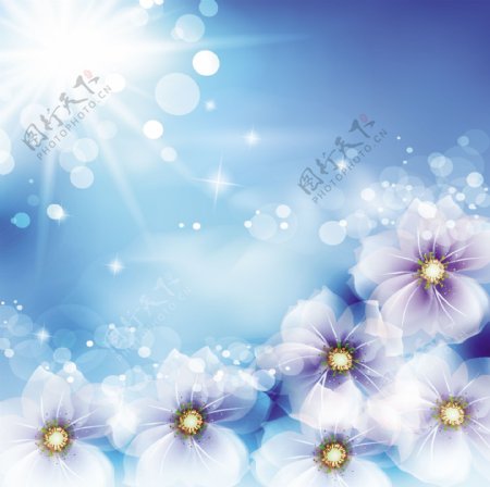 淡蓝背景白色花朵