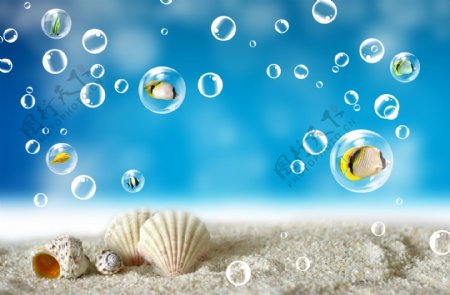沙滩海滩海星贝壳五角星海螺