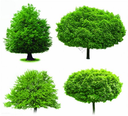 3D贴图绿树