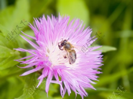 蜜蜂采集花蜜的花朵在阳光明媚的春天里