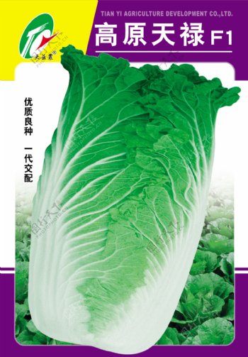 白菜种子包装设计图片