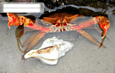 螃蟹和海螺