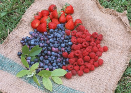 采摘园草莓山楂紫色果实