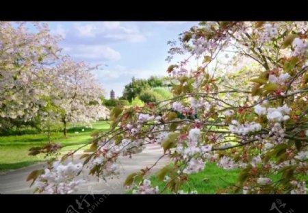 春暖花开视频素材图片