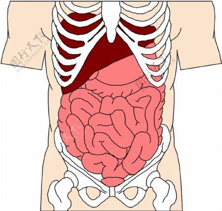 人体内脏图
