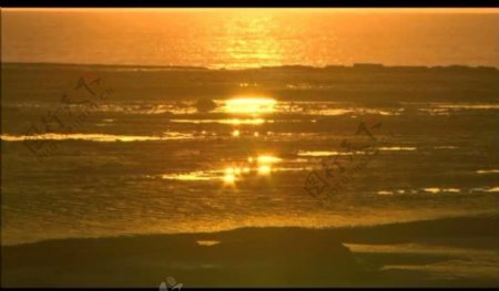 金色海岸风景画视频图片