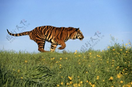 稀有动物动物老虎老虎图片