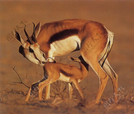稀有动物长颈鹿动物