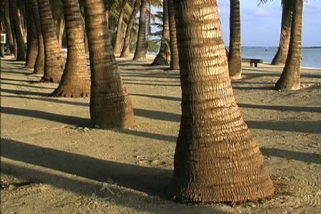 艾图塔基棕榈树干砂视频免费下载