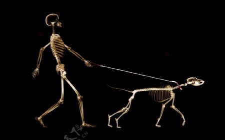 人遛狗的X光透视图片
