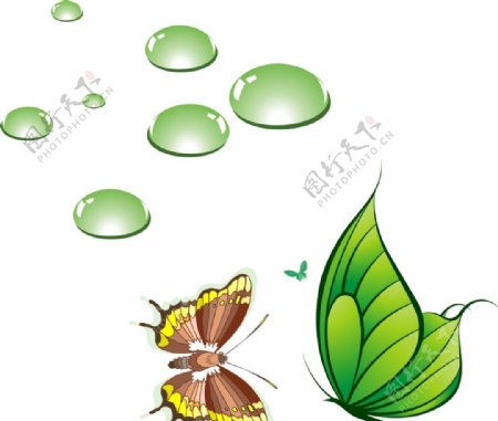 绿色蝴蝶水滴图片