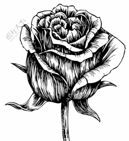 玫瑰白描线稿图片