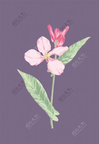 手绘花型紫金草原图片