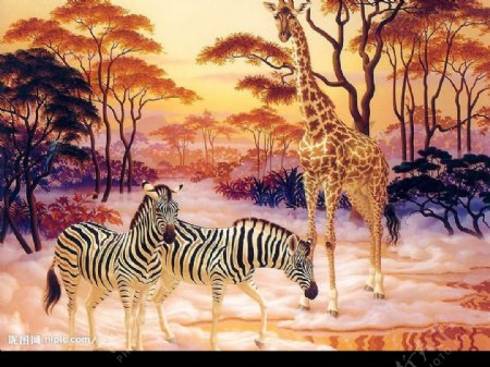 精美奇妙的动物画斑马与长颈鹿图片