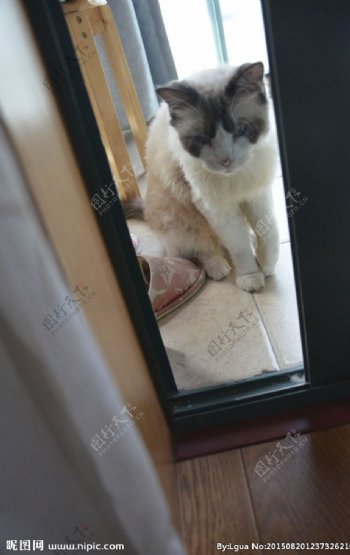 门缝中的布偶猫图片
