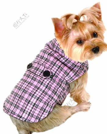 格子布夹克的小狗图片