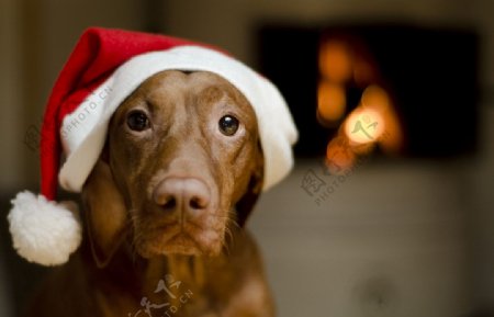 圣诞小狗图片