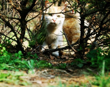 林中猫咪图片