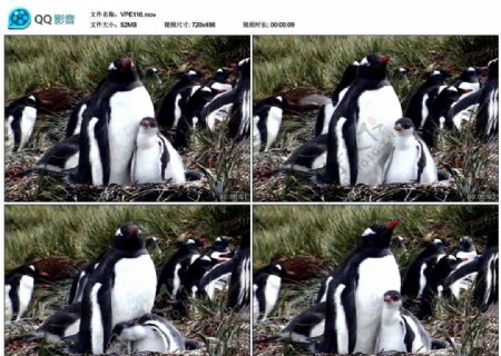 企鹅幼崽视频实拍素材