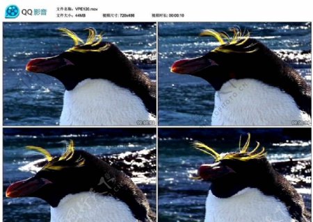 可爱小企鹅视频实拍素材