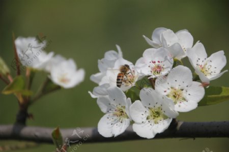 四月梨花图片