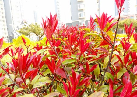 红叶冬青树图片