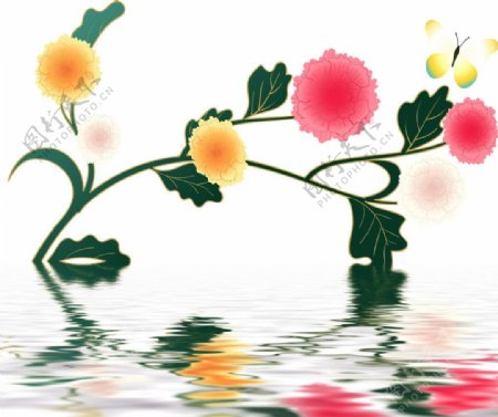 水中花卉图片