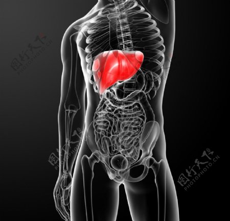 肝脏肌肉骨骼结构图片