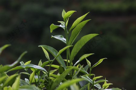 凤凰单枞茶茶树桂花图片