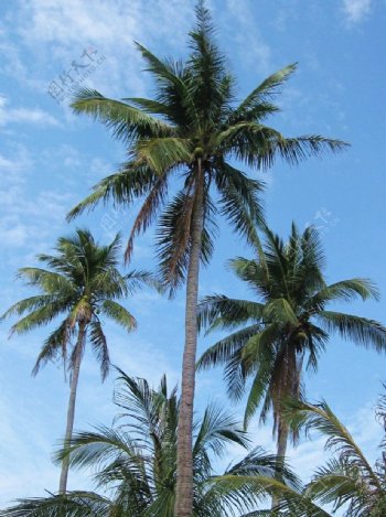 三亚椰子岛椰子树椰林图片