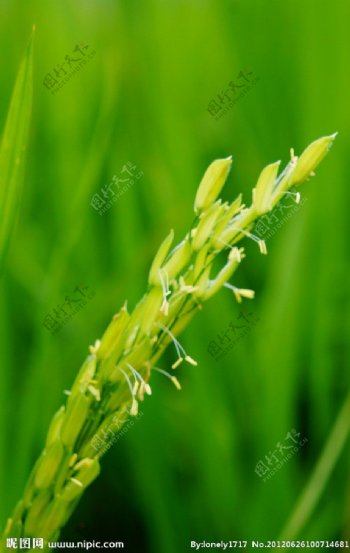 稻子秧苗图片