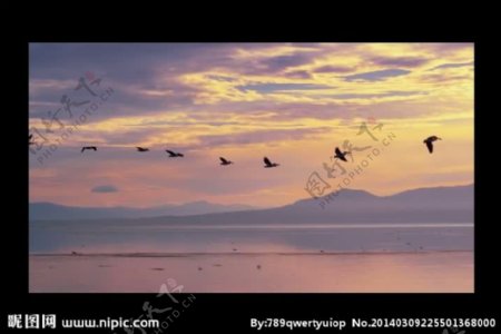 黄昏湖水飞鸟视频