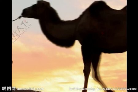 夕阳骆驼剪影风景视频