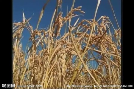 水稻稻穗成熟视频素材
