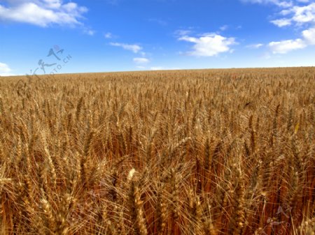 成熟小麦丰收图片