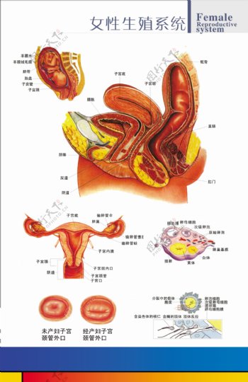 生殖解剖图图片