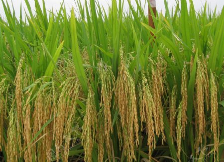 优质杂交水稻品种图片