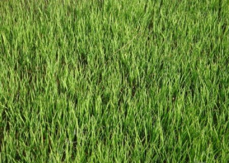 绿色秧苗图片