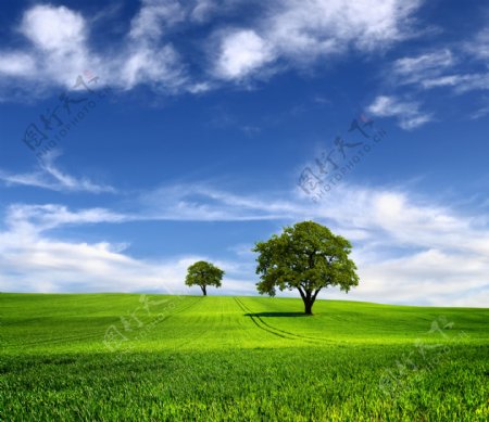 蓝天白云草地大树图片