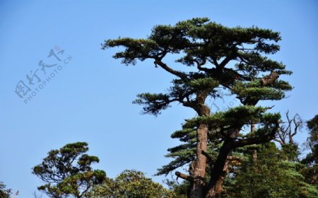 湖南莽山国家公园里头漂亮的树木图片