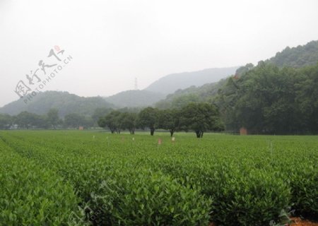 杭州梅家坞的标准化茶园图片