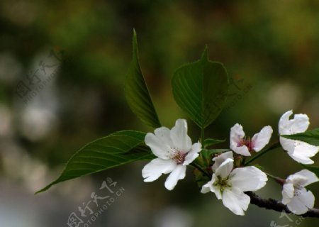 白色樱花绿叶樱树图片