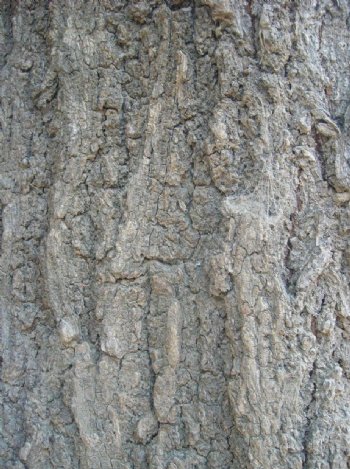 榆树树皮纹理图片
