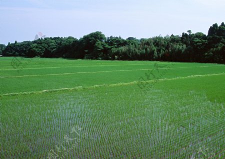 秧苗水稻图片
