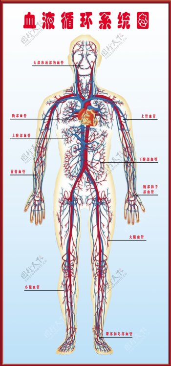 血液循环系统图图片
