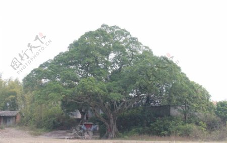 广西大藤峡老榕树图片