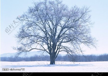 雪中树木图片