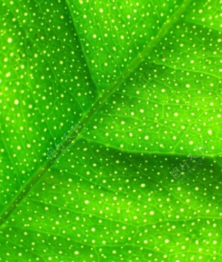 绿色叶子绿叶叶脉纹理图片