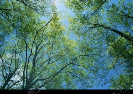 绿林树木图片