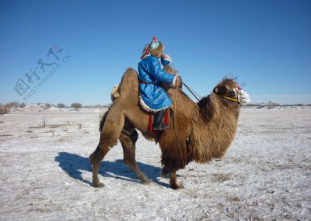 内蒙古和正蓝旗冬季那图片